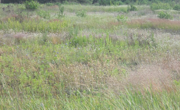 działka na sprzedaż - Zławieś Wielka, Gutowo